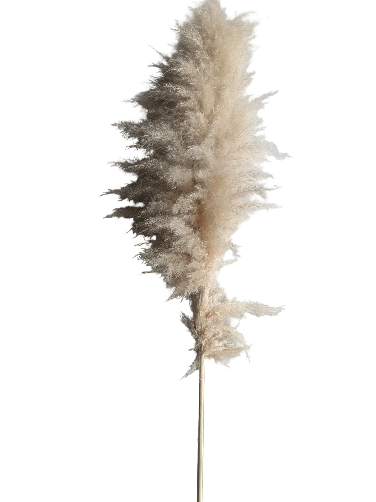 pampas grass